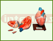 Fiber Model-Heart